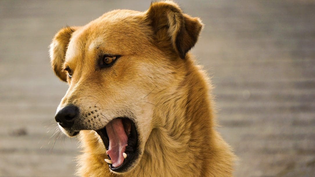 Il cane abbaia troppo? Arrivano le Pet Playlist su Spotify